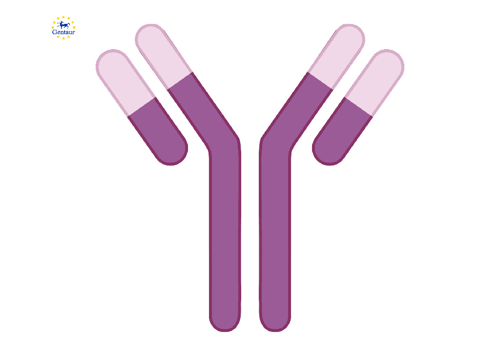 Anti-SN38 Mouse mAb - 1 mg