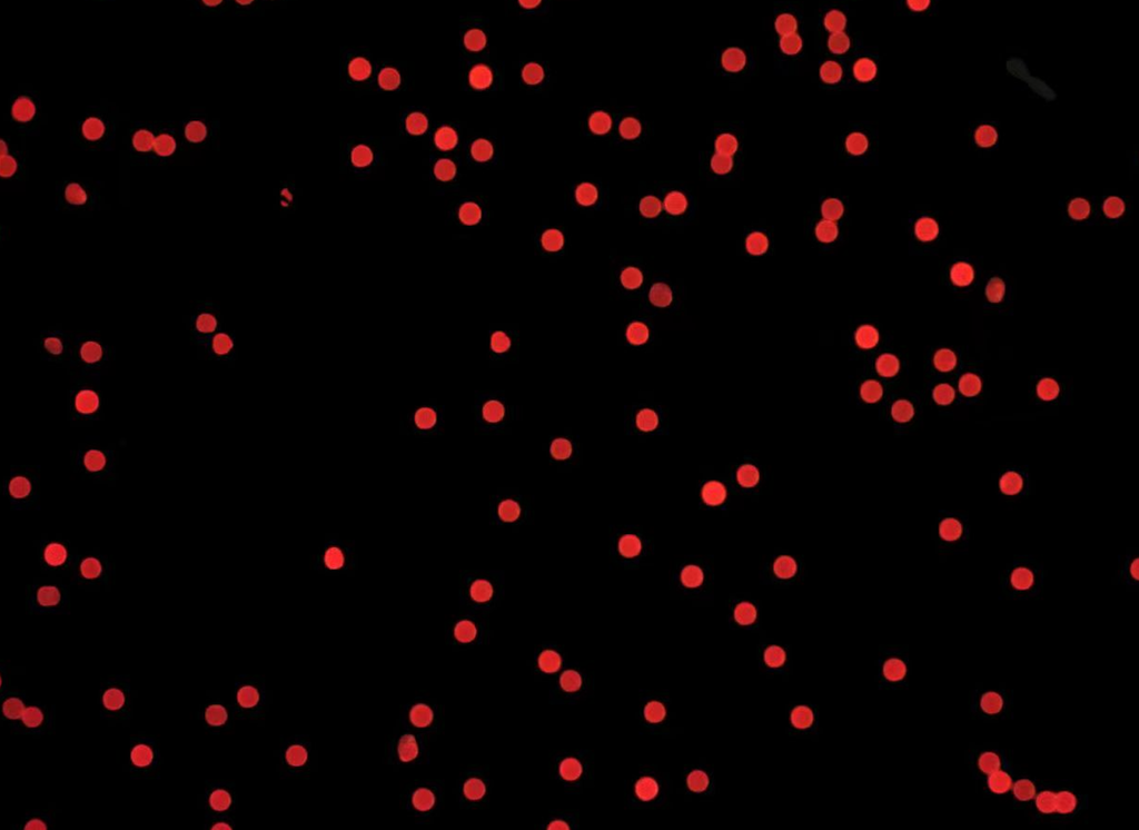 Red Fluorescent Particles, 70-90 um-SA