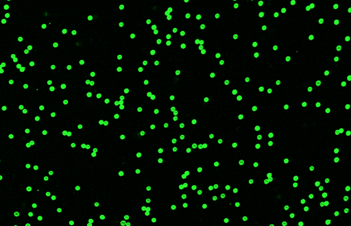 [AFG-1700-NH2] Green PS Fluorescent Particles, 17 um-NH2